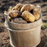 Kartoffeln mit Strom gesünder machen